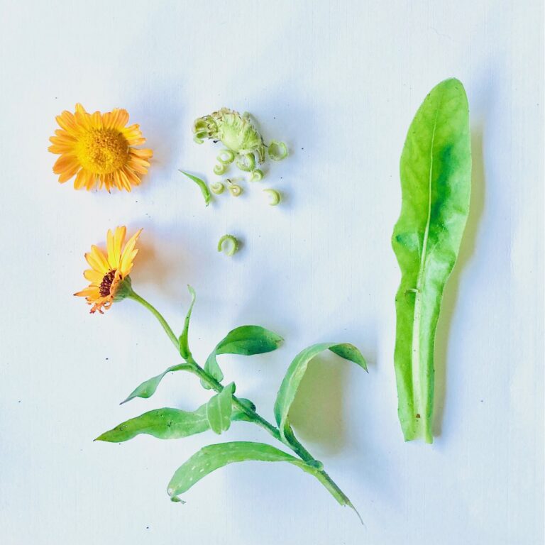 Online basiscursus ‘Geneeskrachtige planten’