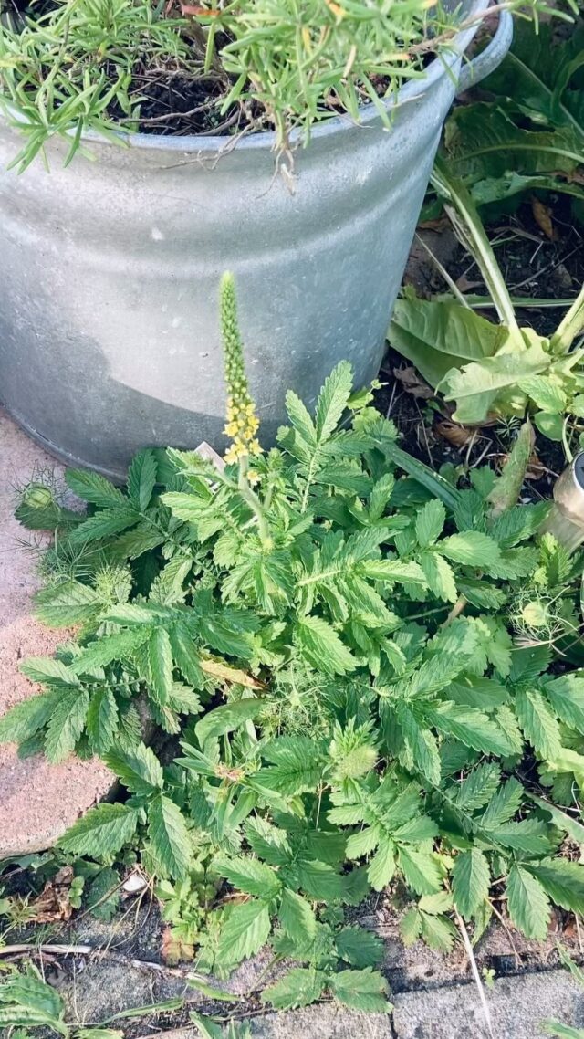 Genieten in de tuin 💚 Prachige Agrimonie, bloeiende Salie, Kaardenbol, Sint Janskruid, Toorts, Juffertje in het groen, Smalle weegbree, Guldenroede, Moederkruid, Laurier, Moederkruiid en Goudsbloem. We snoepen lekker van de bessen en we wachten tot de grote hoeveelheid aan vijgen klaar zijn om geplukt te worden!
.
#garden #tuin #genieten
